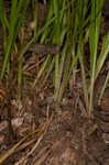 Slender woodland sedge